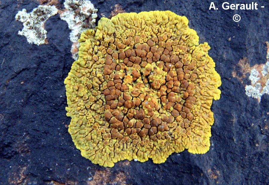 Caloplaca thallincola